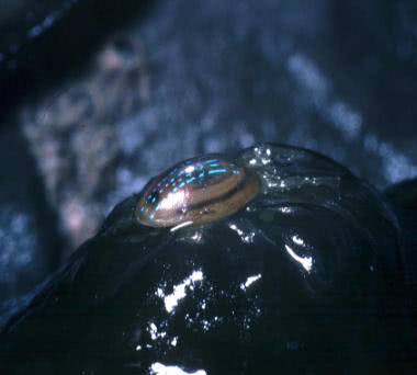 delicate and beautiful limpets